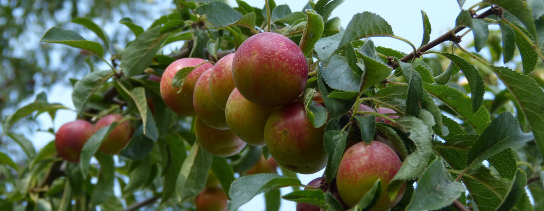 Mirabellen von Obstbau Felten