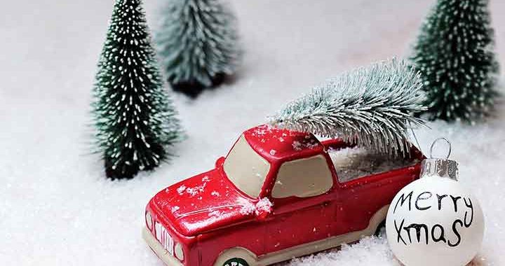 geschlagene Weihnachtsbäume zum Abholen!