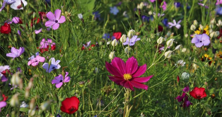 Sommer Blumen & Stauden