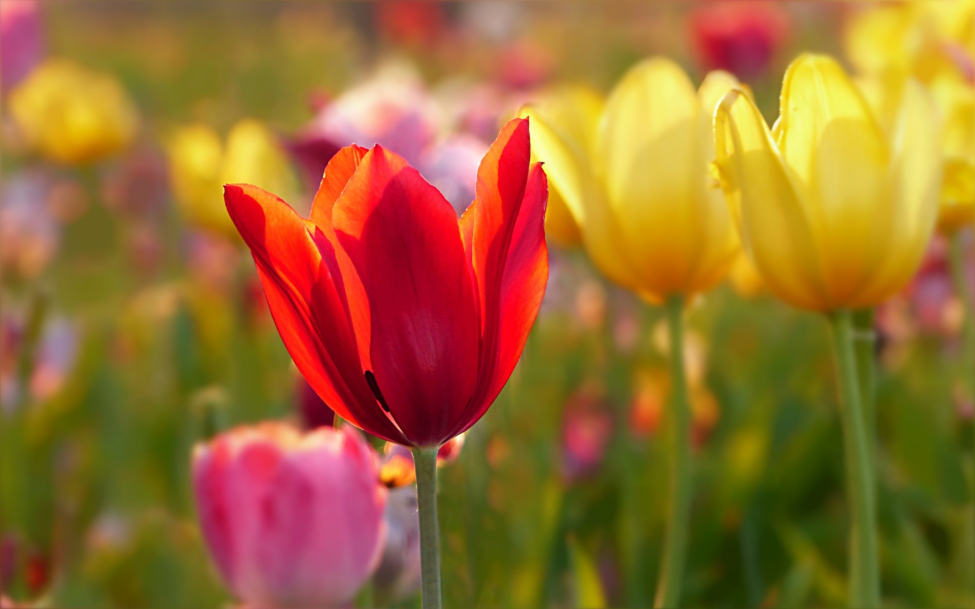 Tulpen